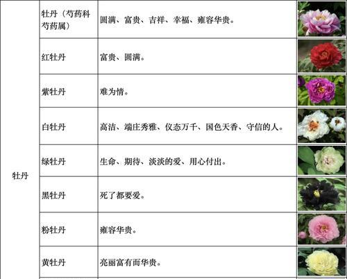 花语歉意的花语是什么？如何用花表达歉意？