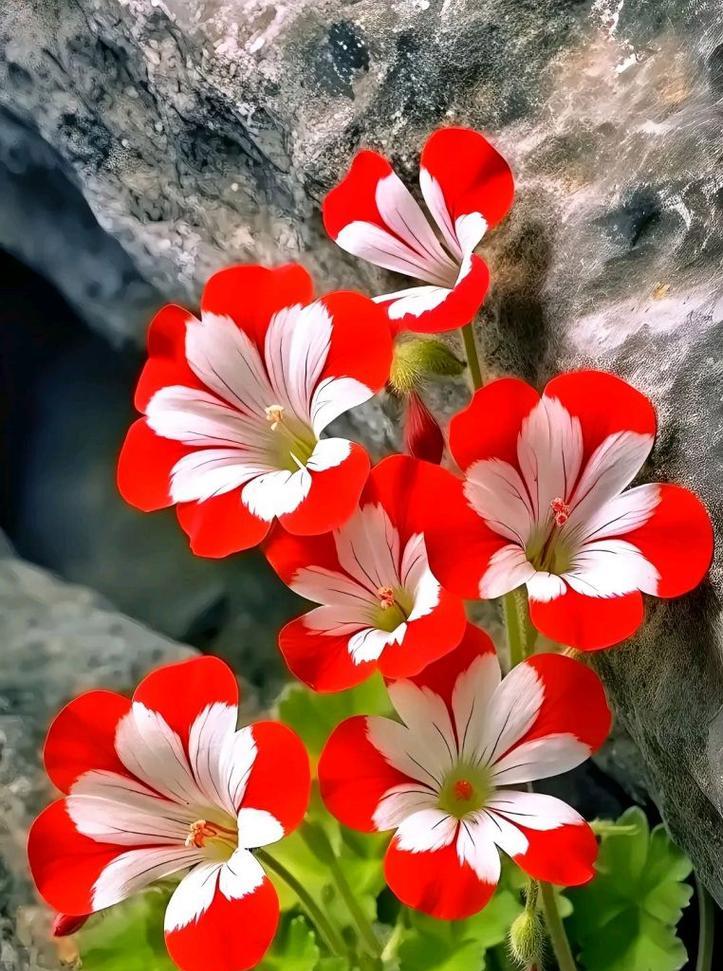什么红色的花寓意着友情？红色花朵的象征意义有哪些？