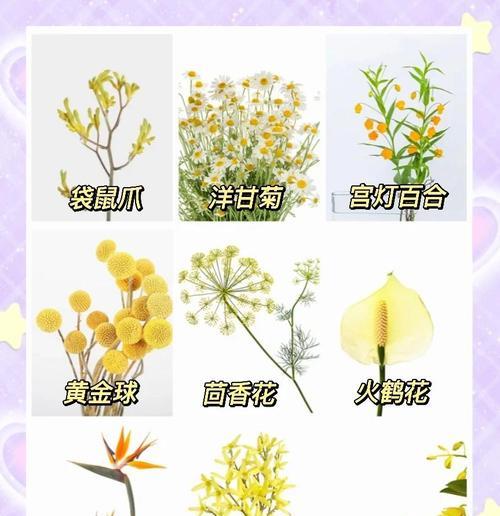 地上黄色的花寓意象征是什么？常见问题解答？