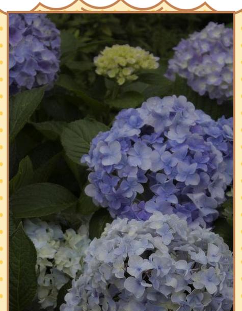 晕染花的寓意是什么？如何正确解读晕染花的象征意义？
