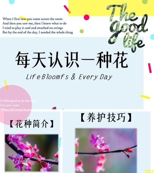 紫荆花为何成为香港的象征？它的历史和文化意义是什么？