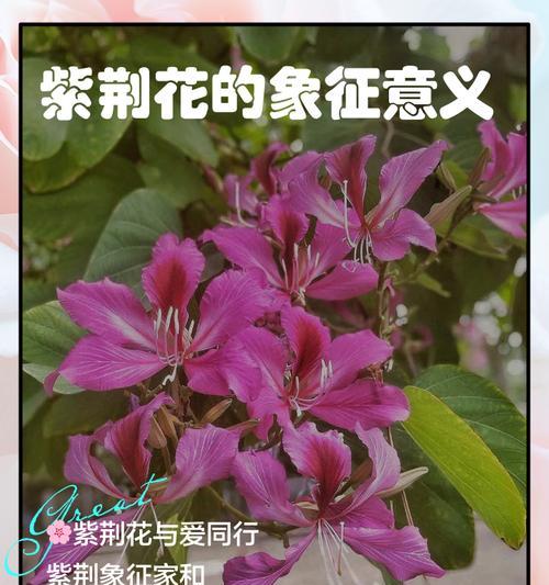 紫荆花为何成为香港的象征？它的历史和文化意义是什么？
