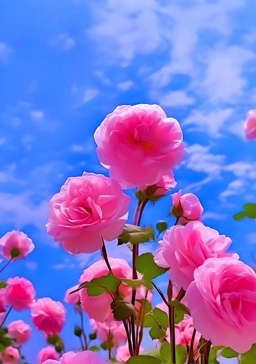 一朵花的叶子象征什么意义？叶子在花卉语言中代表什么？