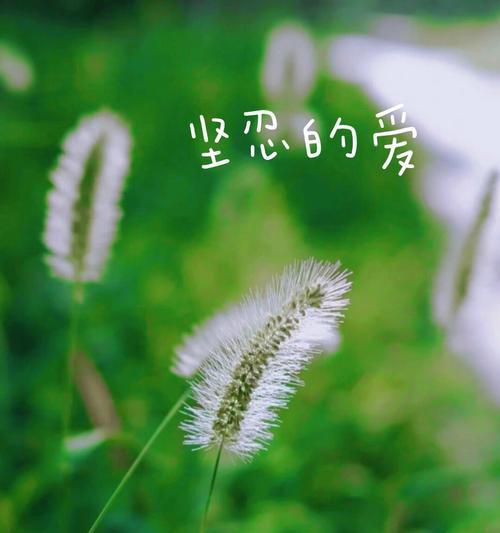 热情青春的花语是什么？如何用花卉表达青春活力？