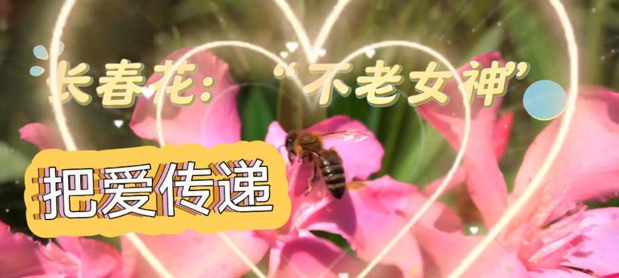 热情青春的花语是什么？如何用花卉表达青春活力？