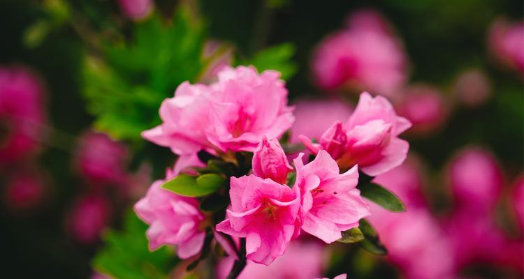 晚霞寓意的花指的是哪种花？它的象征意义是什么？