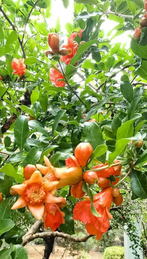 石榴树花的含义和寓意是什么？了解石榴花背后的象征意义