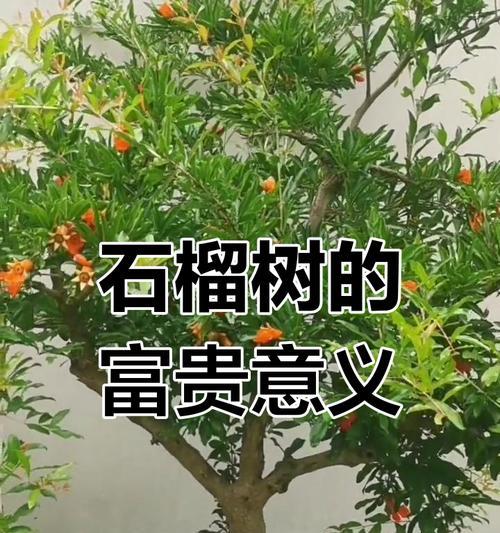 石榴树花的含义和寓意是什么？了解石榴花背后的象征意义