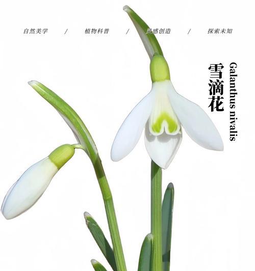 什么花象征着被人欺负？了解花语背后的故事？