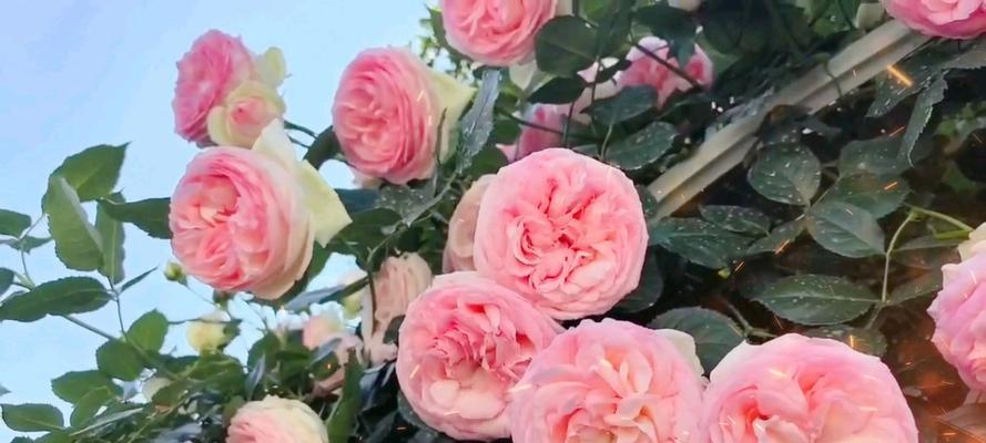 粉红的花象征着什么？粉红色花卉的含义有哪些？