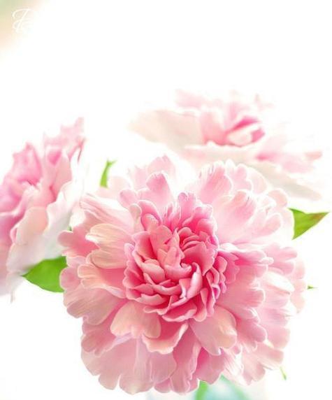 粉红的花象征着什么？粉红色花卉的含义有哪些？