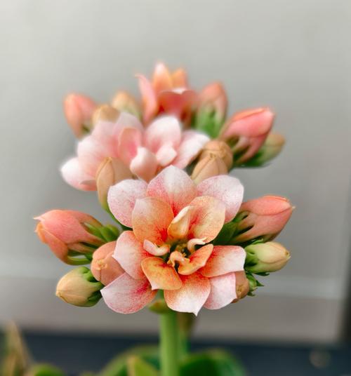香槟色的花代表什么？香槟色花束的象征意义是什么？