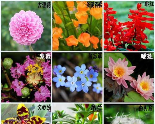 洪福花的寓意是什么？如何正确理解洪福花的象征意义？