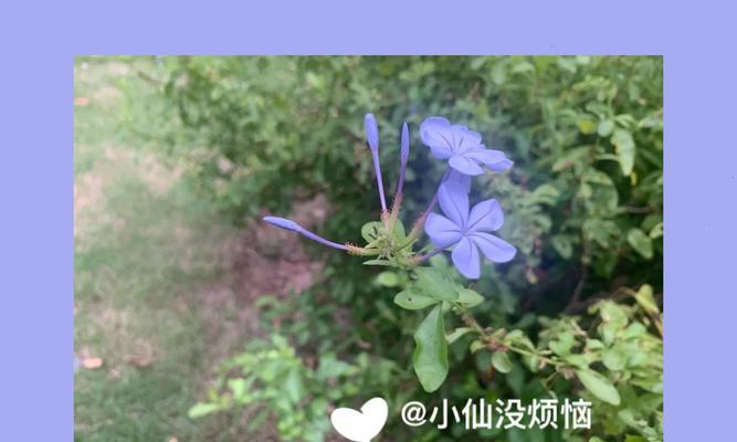 七堇花的寓意和象征是什么？如何解读七堇花的深层含义？