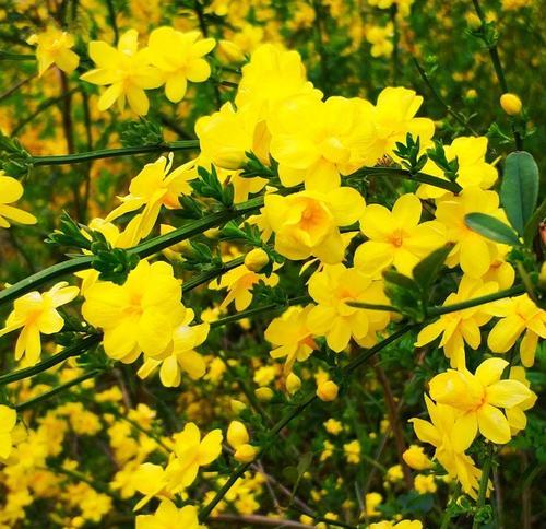 象征时喜时悲的花是什么？这种花的花语有哪些含义？