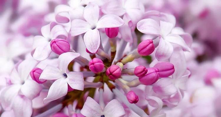 象征时喜时悲的花是什么？这种花的花语有哪些含义？