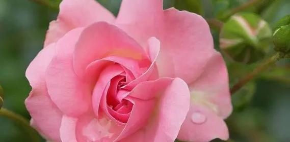 象征忠诚的粉色花是什么花？粉色花的花语有哪些含义？