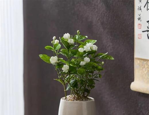 象征爱情忠贞的花有哪些？哪种植物代表爱情的忠贞不渝？