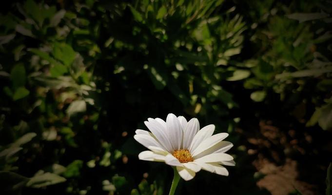 象征渴望得到幸福的花是什么花？哪种花代表着幸福的追求？