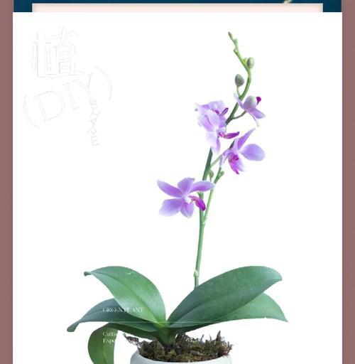 象征渴望得到幸福的花是什么花？哪种花代表着幸福的追求？