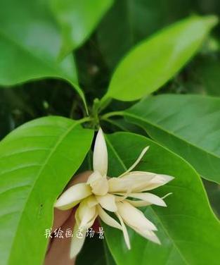 黄果花的寓意是什么？了解黄果花的象征意义和文化背景？