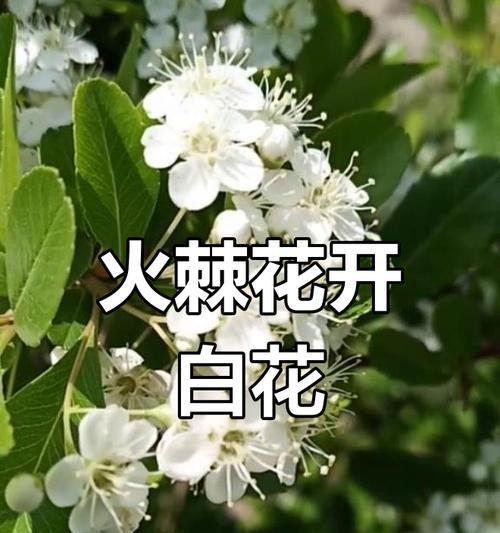 黄果花的寓意是什么？了解黄果花的象征意义和文化背景？