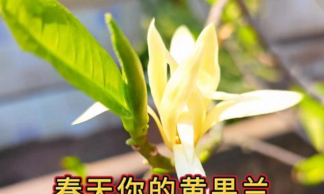 黄果花的寓意是什么？了解黄果花的象征意义和文化背景？