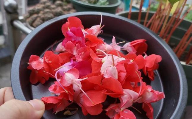 染指甲的花象征着什么？染指甲花的寓意有哪些？