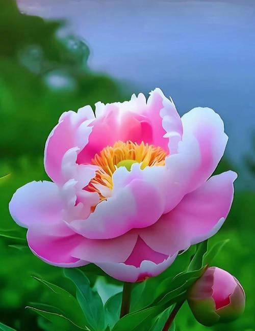 端午节两红一黄花束的含义是什么？