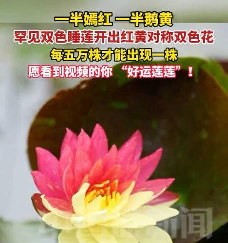 端午节两红一黄花束的含义是什么？