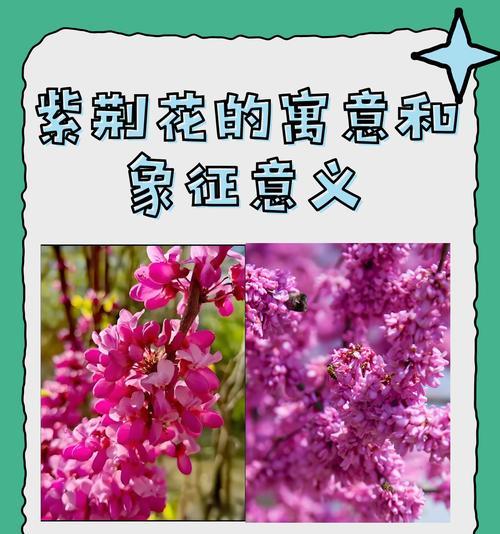 三瓣的花代表什么？三瓣花的寓意和象征有哪些？