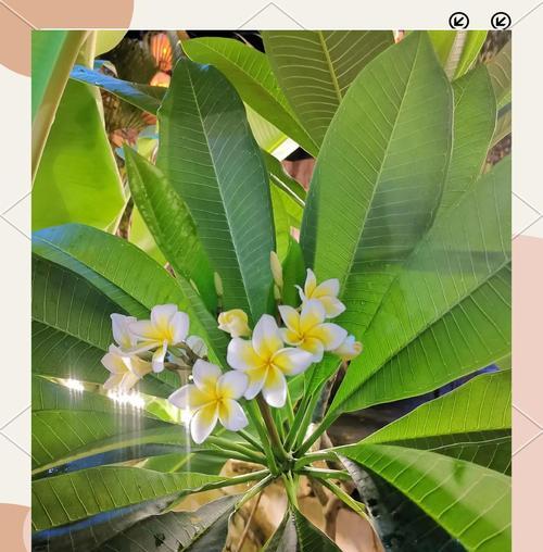 鸡蛋花的花语是什么？如何用鸡蛋花表达情感？