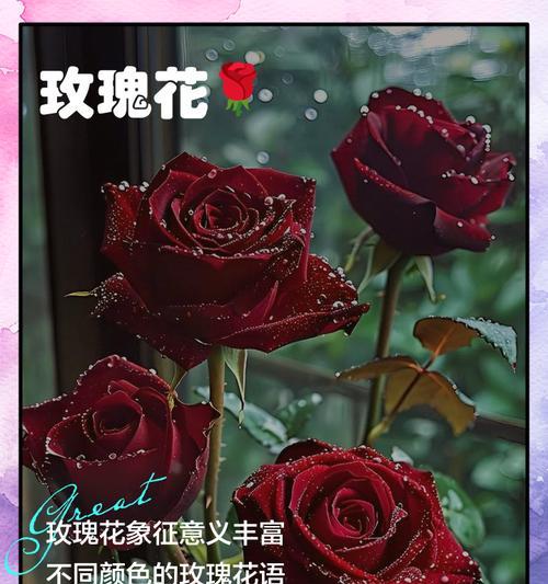 一朵梅玫瑰花代表什么意思？其独特寓意有哪些？