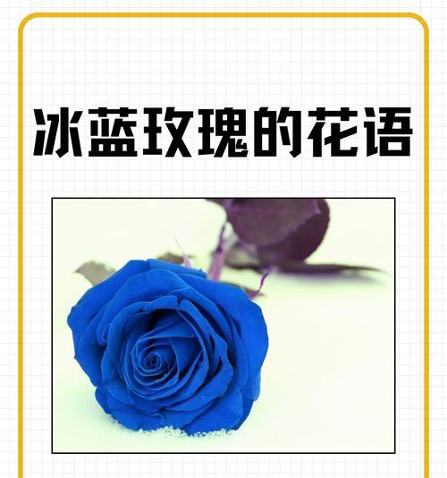 一朵梅玫瑰花代表什么意思？其独特寓意有哪些？