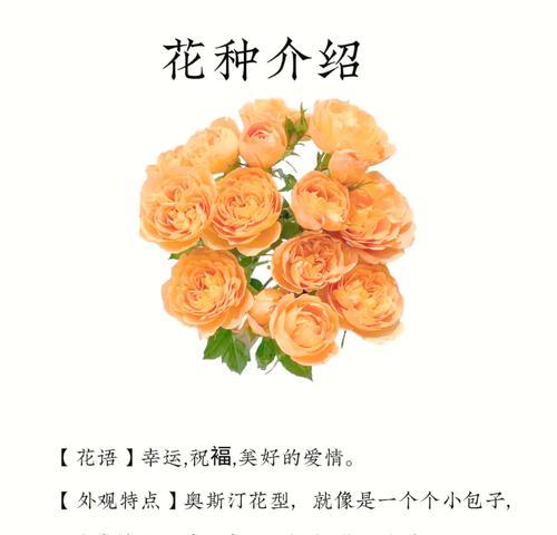鲜花闺蜜花语是什么？如何挑选表达心意的花束？