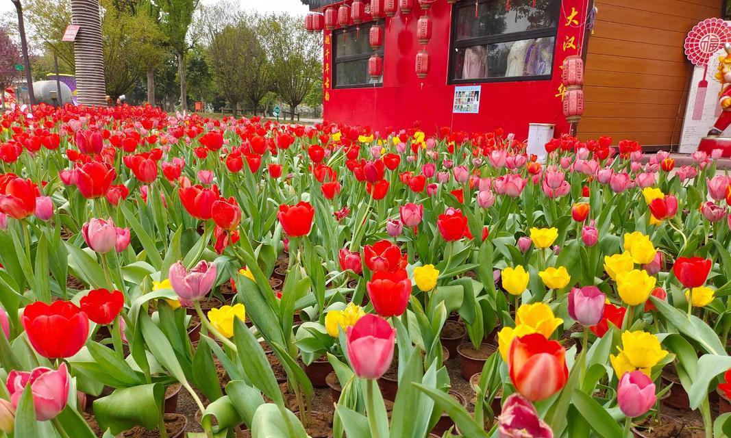 祝福甜甜的花语是什么？如何选择表达爱意的花朵？