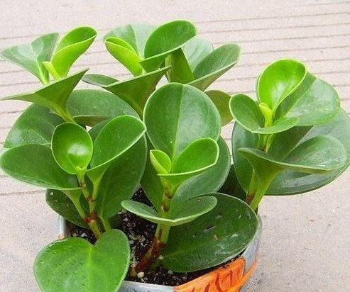 浴花象征的寓意是什么？如何正确理解浴花的深层含义？