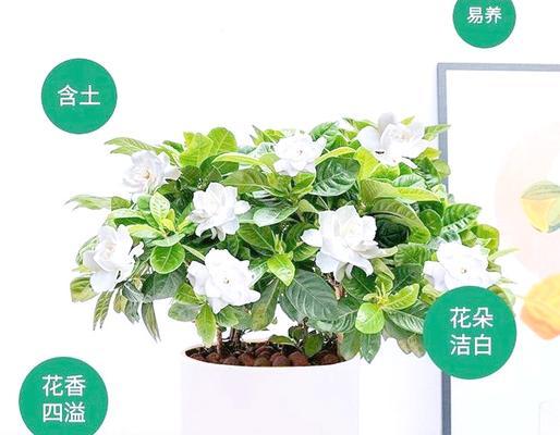 栀子花项链代表什么意义？购买时应注意哪些特点？
