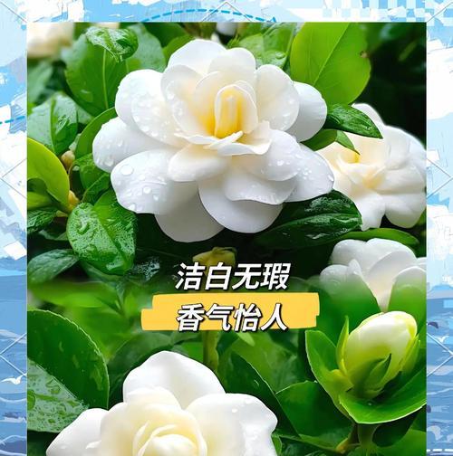 栀子花项链代表什么意义？购买时应注意哪些特点？