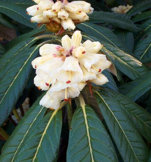 代表强壮的象征花朵是什么花？这种花有哪些特点？