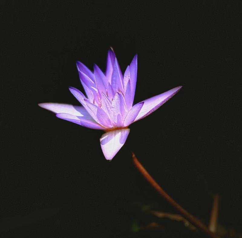 象征平稳平静的花是什么？有哪些花代表着宁静与和谐？