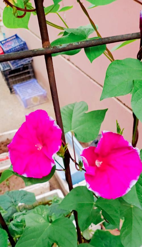 美好的花象征着什么精神？花语背后隐藏的深层含义是什么？