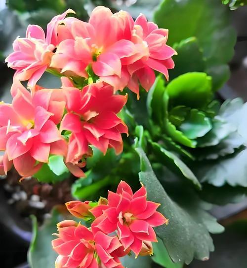 五枝花代表什么含义？五枝花的寓意有哪些常见解释？