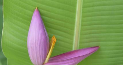 香蕉花象征着什么？香蕉花的寓意有哪些？