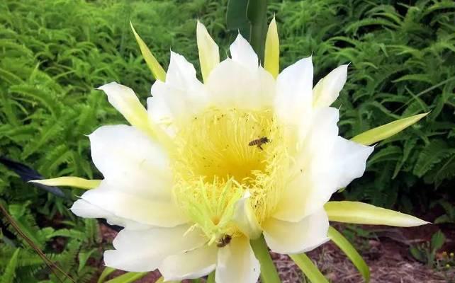 香蕉花象征着什么？香蕉花的寓意有哪些？