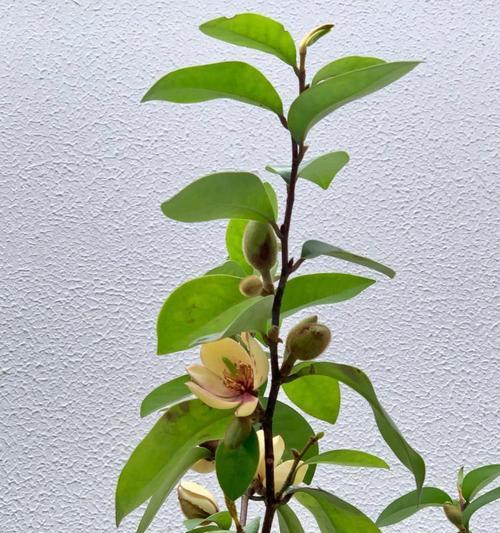 香蕉花象征着什么？香蕉花的寓意有哪些？