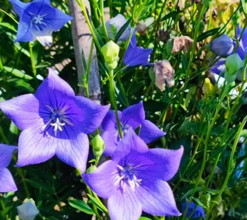 黄色桔梗花代表什么含义？花语有哪些？