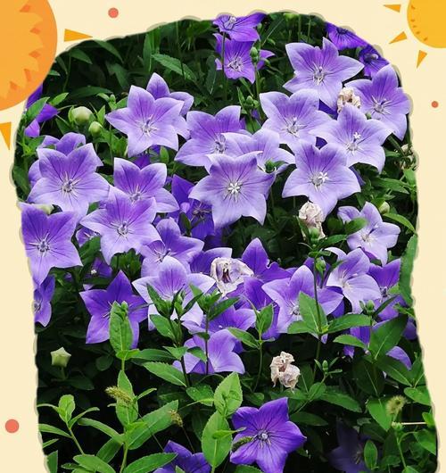 黄色桔梗花代表什么含义？花语有哪些？