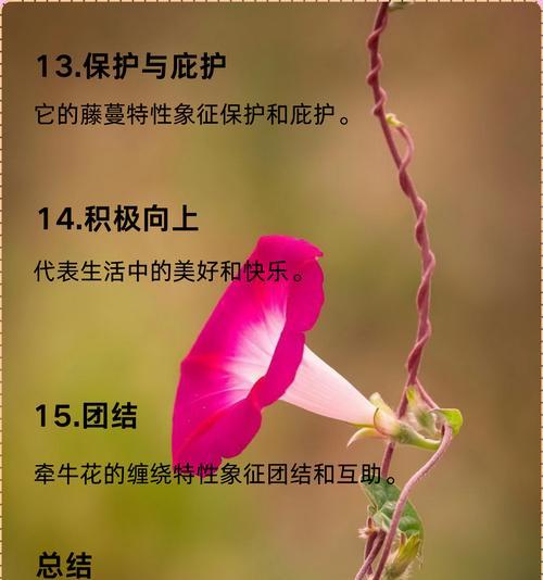 终见晴代表什么花语？它的寓意有哪些？