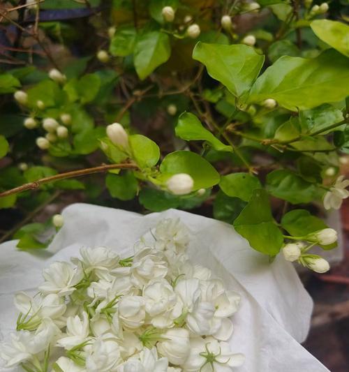 什么花代表着成全他人？了解花语背后的故事？
